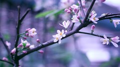 Macro Flowers Trees branches blossoms