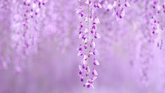 Macro Flowers Trees purple flowers