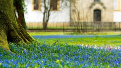 Macro Flowers Trees Wildflowers blue flowers
