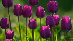 Macro Flowers tulips