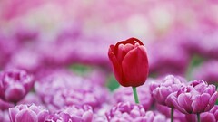 macro Flowers tulips
