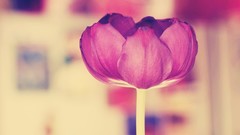 Macro Flowers tulips