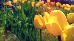 Macro Flowers tulips blurred