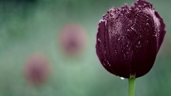 Macro Flowers tulips close-up water drops