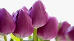 Macro Flowers tulips purple flowers