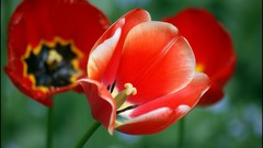 Macro Flowers tulips red flowers