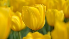 Macro Flowers tulips yellow flowers