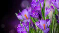 Macro Flowers Violet crocus