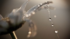 Macro Flowers water drops
