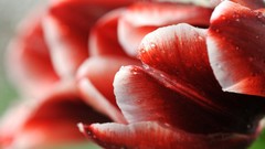 Macro Flowers water drops