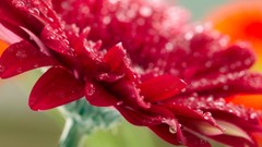 Macro Flowers water drops