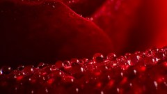 Macro Flowers water drops