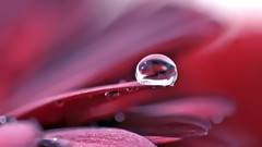 Macro Flowers water drops