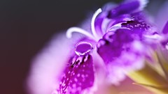 Macro Flowers water drops depth of field