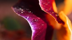 Macro Flowers water drops ubuntu