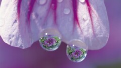macro Flowers water drops Violet