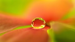 Macro Flowers water drops waterdrops