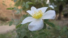Macro Flowers white Amin Peyrovi