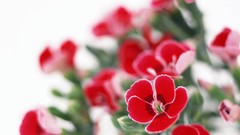 Macro Flowers white background
