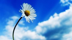 Macro Flowers white Daisy blue skies skyscapes