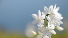 Macro Flowers white flowers