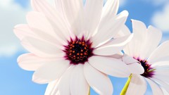 Macro Flowers white flowers
