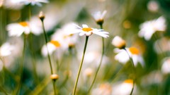 Macro Flowers white flowers