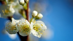 Macro Flowers white flowers