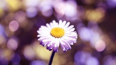 Macro Flowers white flowers bokeh