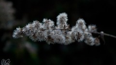 Macro Flowers white Green fluffy