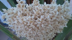 Macro Flowers white saudi arabia Amin Peyrovi palm flowers 