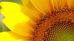 Macro Flowers yellow