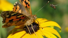 Macro Flowers yellow Butterflies insects yellow flowers