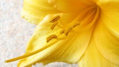 Macro Flowers yellow flowers