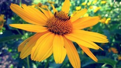 Macro Flowers yellow flowers