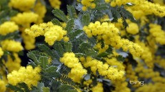 Macro Flowers yellow flowers