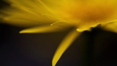 Macro Flowers yellow flowers