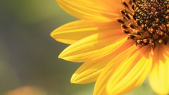 Macro Flowers yellow flowers