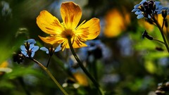 Macro Flowers yellow flowers