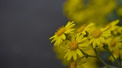Macro Flowers yellow flowers