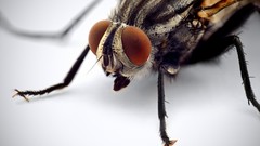 Macro fly