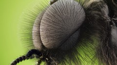 Macro fly