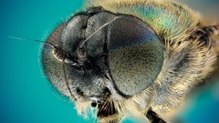 Macro fly