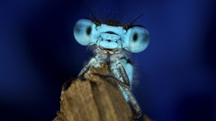 Macro fly eyes insects blue background