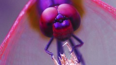 Macro fly insects Bug