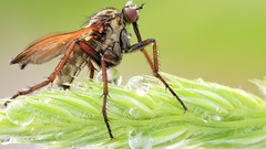 Macro fly insects flies