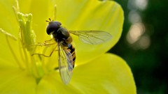 Macro fly insects yellow flowers