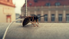 Macro fly wasp insects