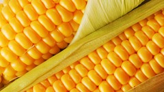 Macro food corn vegetables