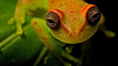 Macro Frogs